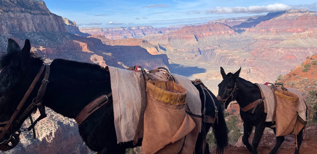 Mule on Grand Canyon trail